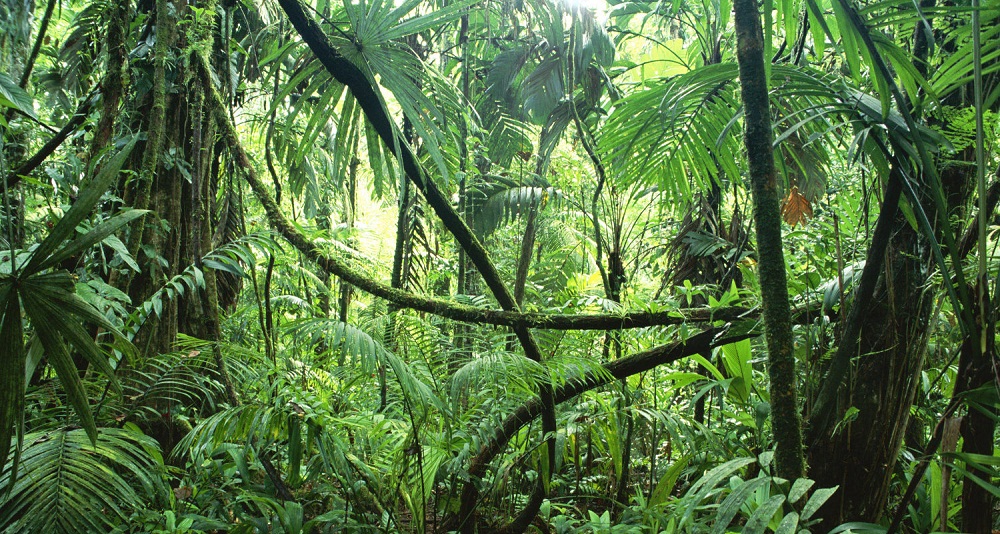 jungles tropicales Congo