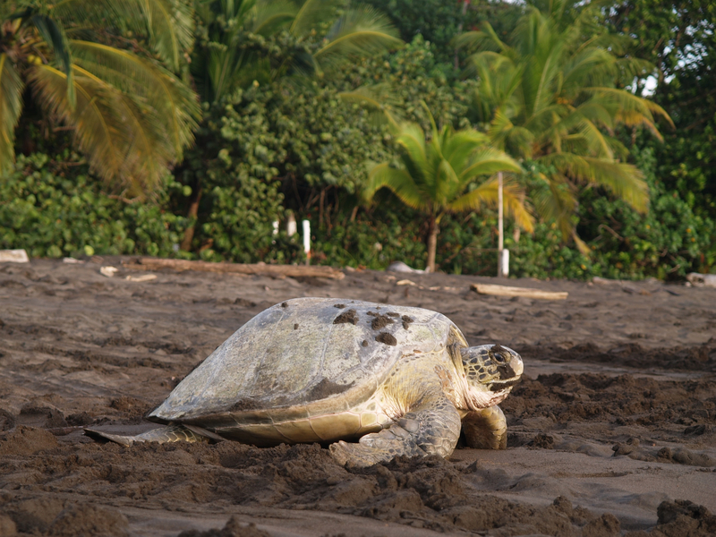 parc national de Tortuguero
