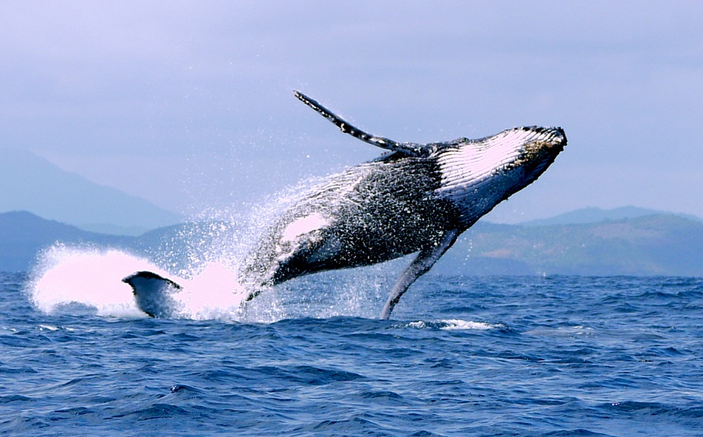 découvertes de baleine