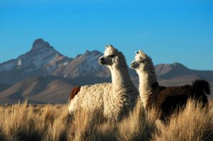 lama
