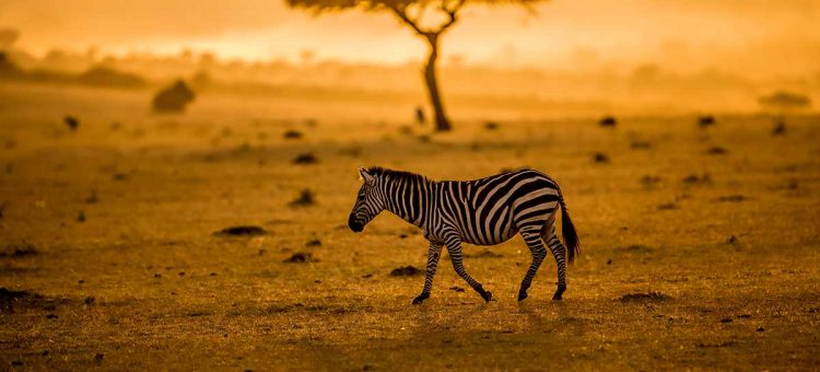 Organiser un voyage en Afrique du Sud