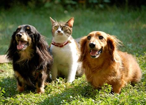 Emmener son chien et son chat en voyage